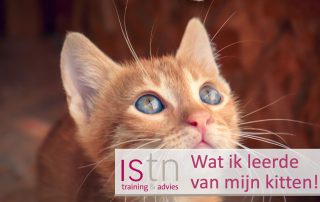 Wat ik leerde van mijn kitten! Lees deze verkooptip van ISTN!